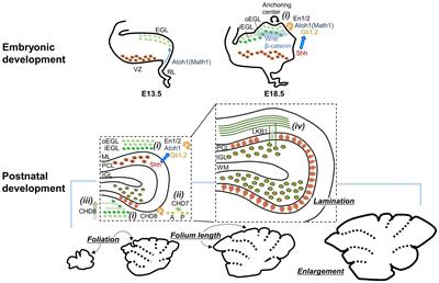 Regulation of cerebellar network development by granule cells and their molecules